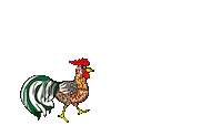 Rooster Chickens Sticker