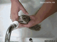 cutee GIF
