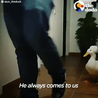 duck GIF by The Dodo
