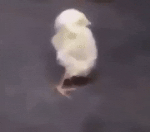 Bird Lol GIF by JustViral