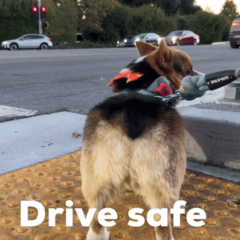 Surprised Corgi GIF