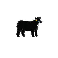 nestatefair cow shower fair ne Sticker