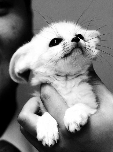 black and white fox GIF