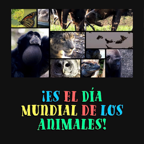 ¡Es el Día Mundial de los Animales!