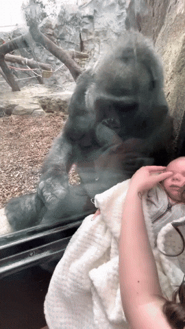 cuteanimalland giphyupload GIF