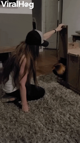 Living Room Rooster Release Doesnt Go As Planned GIF by ViralHog