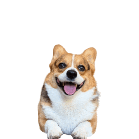 Corgi Milo Sticker