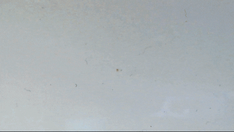 Stowers_Institute giphyupload GIF