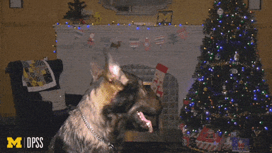 Dogs Happy Holidays GIF by University of Michigan