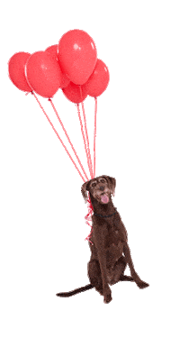 Fun Dog Sticker by Niedersachsen-Ticket