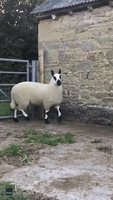 What Are Ewe Lookin' At? Champion Sheep Squares Up to Camera at English Farm