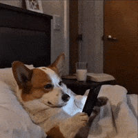 Scared Dog GIF