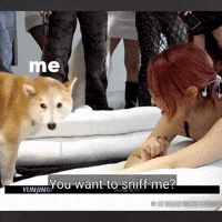 Dog Mother GIF