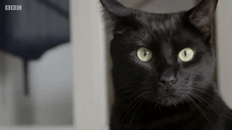 ZooPortraits giphygifmaker GIF