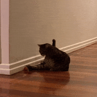 Play Ball Cat GIF