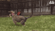 dog GIF by The Dodo