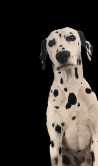 emselbams emselbams GIF