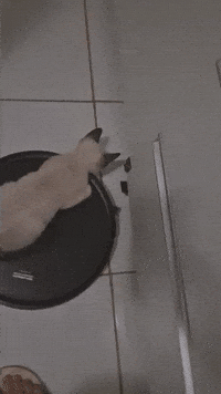 Cat Cat Cat GIF