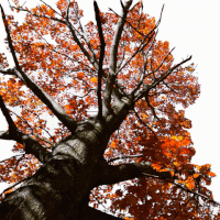 single malt whiskey GIF