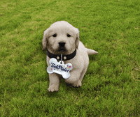 TechPixies  GIF