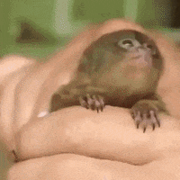 aww GIF