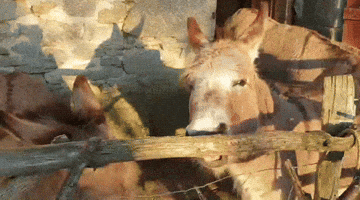 Donkey GIF by Le Monteil Revolution