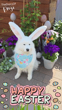 Bunny Eggs GIF