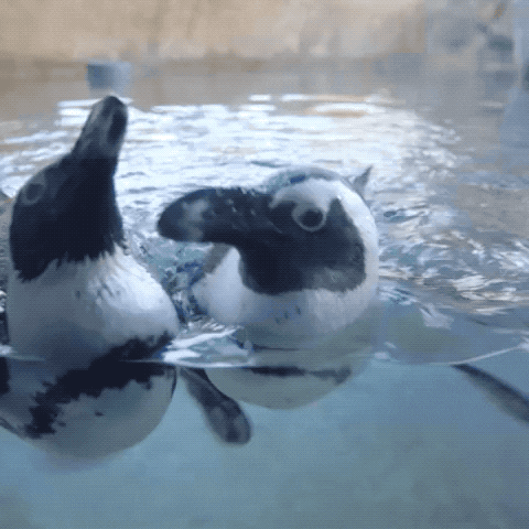 friends swim GIF by San Diego Zoo