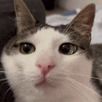 monkeycatluna crunchycatluna crunchycat luna judgy cats cat GIF