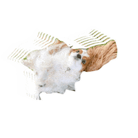 Dogs Cristine Sticker