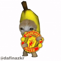 Manchester United Cat Meme GIF