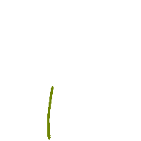 gabrielanamasco flower green plant verde Sticker