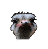 Bird Watching Sticker