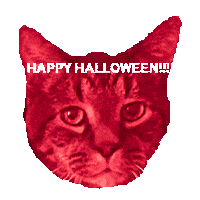 Cat Halloween Sticker
