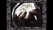 Blind Melon Grunge GIF by Bulldog Film Distribution