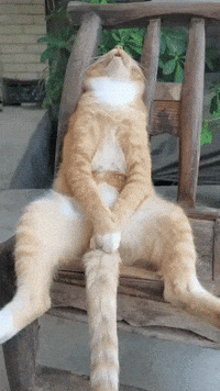 Tired Cat GIF
