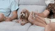 Dog Puppy GIF by Gogglebox Australia