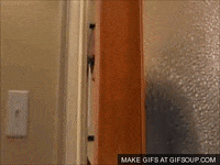 bears confession GIF