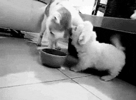 cat eating GIF