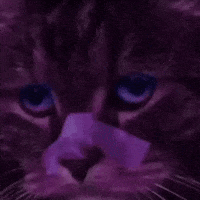 Cragsand cat sad purple future GIF