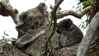 Extremely Rare Twin Koalas Spotted in South Australia