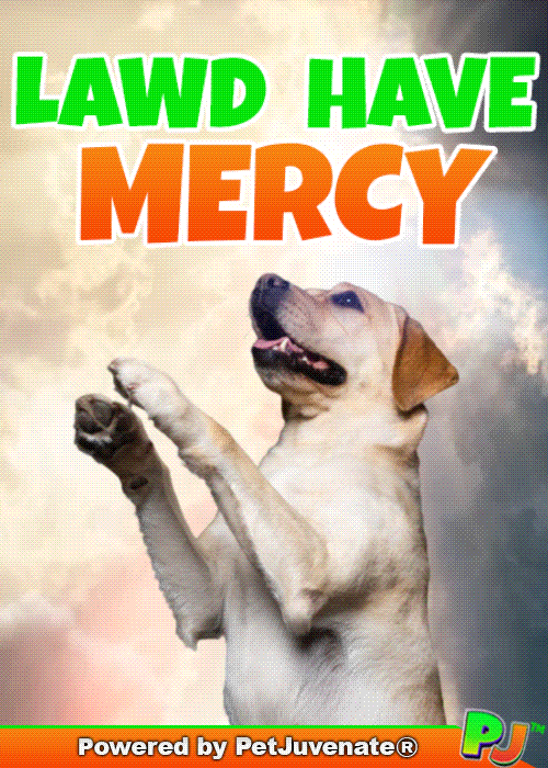 PetJuvenate petjuvenate henlo hooman fren love rescue dogs treatos and woofer for pupper GIF