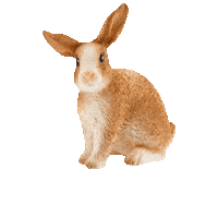 Happy Jump Sticker by Schleich Inc.