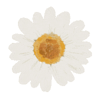 Daisy Sticker