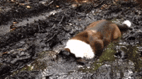 Mud Puppy