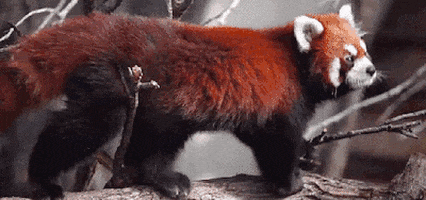 la roux GIF