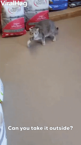 What the Cat Dragged In  