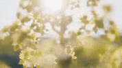 Happy Sunshine GIF by Demic