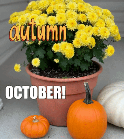 earmour giphygifmaker giphyattribution pumpkin muma GIF