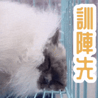 itsbiru good night itsbiru GIF